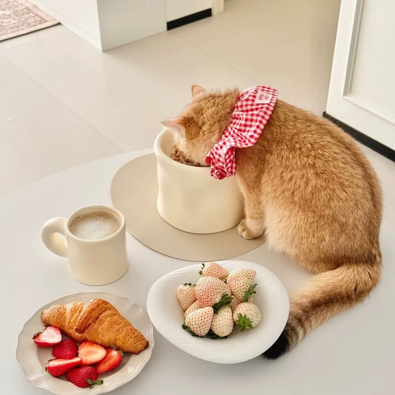 손잡이 도자기 반려동물 그릇 tableware view 4